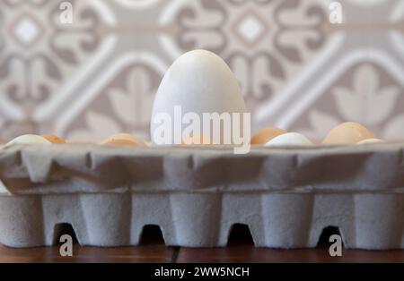 Gros oeuf d'oie fermier entre ceux de poulet. Affichage sur emballage en carton Banque D'Images