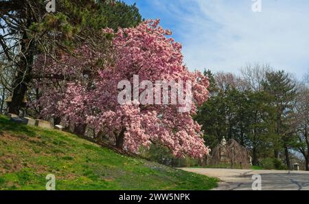 Un magnolia impressionnant en pleine floraison se dresse au-dessus d'une route dans un cimetière de Cleveland Ohio Banque D'Images