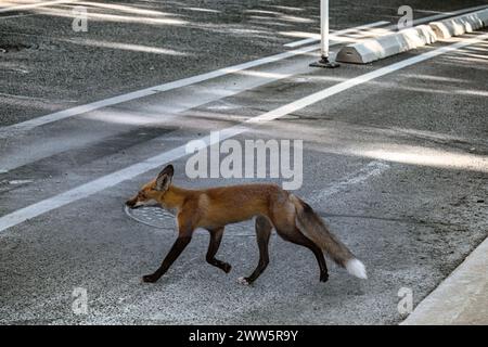 Les promenades du renard roux urbain traversent la rue du Queen's Park Crescent Ouest et pénètrent dans le sol de l'Assemblée législative de l'Ontario. On dit qu'il s'agit d'une résidence Banque D'Images