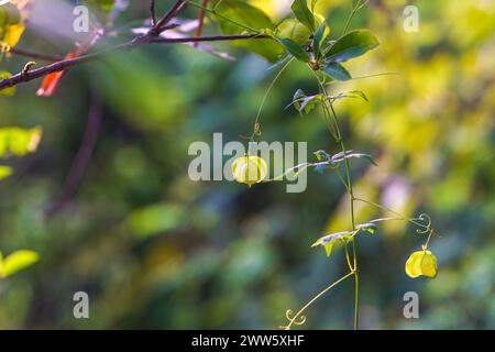 Plante de vigne ballon avec vigne ballon, petite vigne ballon, amour dans une bouffée, Cardiospermum halicacabum Banque D'Images