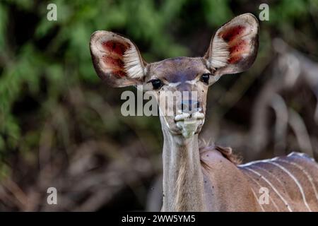 Aleret femelle Kudu, Chobe National Park, Botswana Banque D'Images