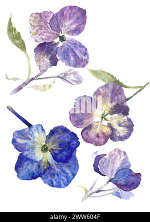 Illustration de collection de fleur de pensée pourpre aquarelle isolée sur fond blanc Banque D'Images