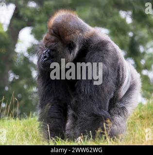 Énorme gorille argentée lors d'une journée d'été au zoo et conservatoire de Como Park en parfait Paul, Minnesota États-Unis. Banque D'Images