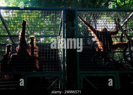 Silhouette de deux Orangs-outans de Bornéo (Pongo pygmaeus), un résident du centre de sauvetage de la faune, jouant dans leur cage. Banque D'Images