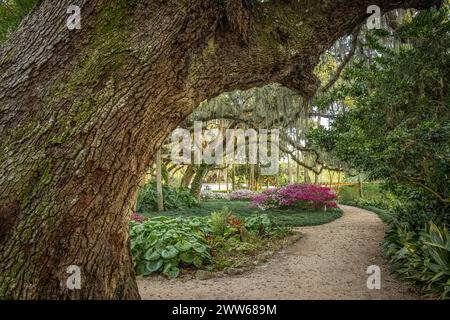 Sentier à travers les magnifiques jardins formels du Washington Oaks Gardens State Park à Palm Coast, Floride. (ÉTATS-UNIS) Banque D'Images