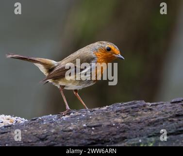 Un oiseau Robin est assis sur une branche d'arbre mince Banque D'Images