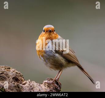 Un oiseau Robin est assis sur une branche d'arbre mince Banque D'Images