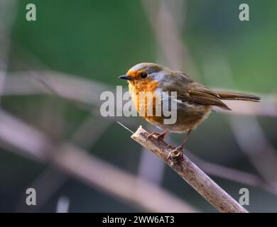 Un oiseau Robin est assis sur une branche d'arbre mince Banque D'Images