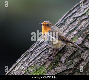 Un oiseau Robin est assis sur une branche d'arbre mince Banque D'Images