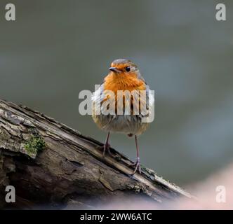 Un oiseau Robin est assis sur une branche d'arbre mince Banque D'Images