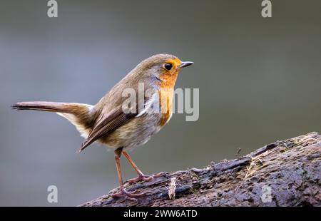 Un oiseau Robin est assis sur une branche d'arbre mince Banque D'Images