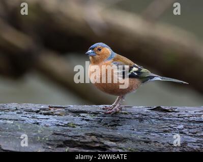 Oiseau Chaffinch reposant sur une branche d'arbre au sommet d'un tronc Banque D'Images