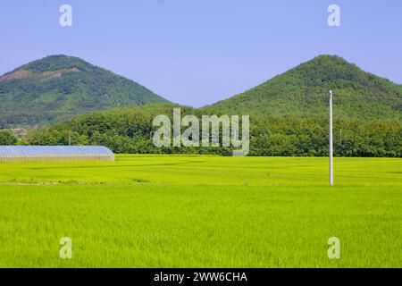 Comté de Goseong, Corée du Sud - 30 juillet 2019 : les rizières vertes mûries s'étendent vers le premier plan avec deux montagnes vertes de forme conique s'élevant à m Banque D'Images