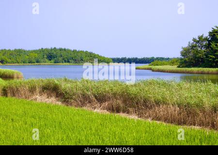 Comté de Goseong, Corée du Sud - 30 juillet 2019 : les eaux calmes du lac Songji, nichées entre les rives de la rivière en saillie, sont entourées de roseaux verdoyants, de champs, Banque D'Images