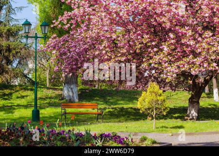 uzhgorod, ukraine - 26 avril 2015 : place masaryk au printemps. arbre sakura en pleine floraison. banc en bois près du sentier pavé sous le blo cerise rose Banque D'Images