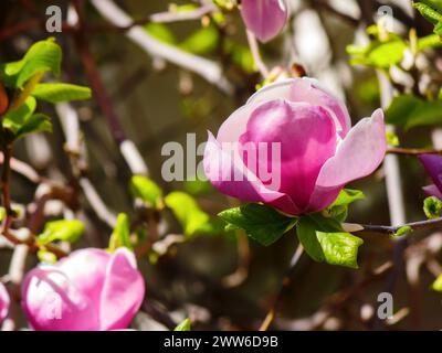 magnolia liliiflora pourpre en pleine floraison. gros plan nature au printemps Banque D'Images