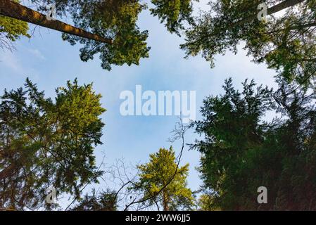 Ciel bleu vu entre les arbres dans la forêt Banque D'Images