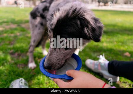 border collie chiot buvant de l'eau dans un bol dans la main de son propriétaire Banque D'Images