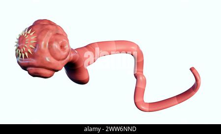 Rendu 3D de ver plat isolé. c'est un ver plat et parasite qui vit dans les intestins d'un hôte animal Banque D'Images