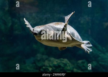 Nage tortue au nez de cochon - Carettochelys insculpta Banque D'Images