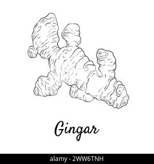 Ginger Doodle design ingrédient de cuisine pour la nourriture. Illustration de Vecteur