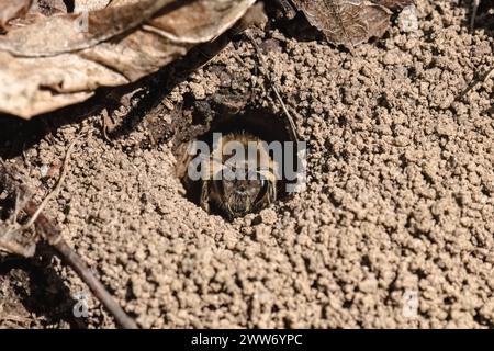 Une abeille Colletes cellophane polyester accomplissant sa tâche d'excavation de sol sablonneux afin de sortir d'un tunnel souterrain à une fin de journée d'hiver. Banque D'Images