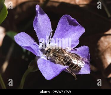 Une abeille Colletes cellophane polyester récupérant le nectar d'une fleur pourpre Periwinkle après qu'elle ait émergé de son nid souterrain. NY, ÉTATS-UNIS Banque D'Images