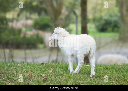 Agneau de Pâques debout sur une prairie verte. Laine blanche sur un animal de ferme sur une ferme. Photo d'animal Banque D'Images