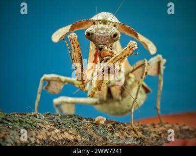 Dead Leaf Mantis sur branche mangeant insecte Banque D'Images