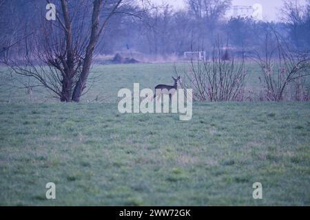 Cerf sur une prairie, alerte et se nourrissant dans les heures du matin. Caché parmi les buissons. Photo animalière de la nature Banque D'Images