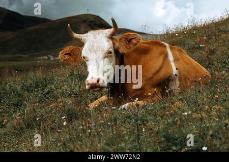 Vache alpine, vache suisse, brouillard, Alpes, prairies alpines, vache brune, montagne Banque D'Images