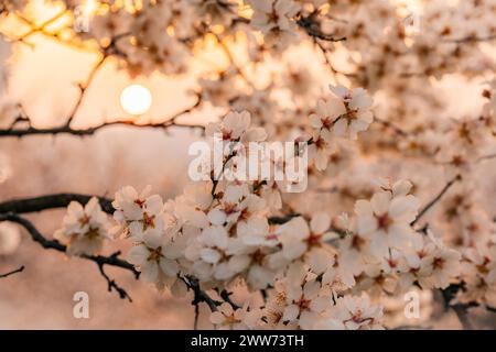 Branches d'arbre à fleurs crème à l'aube à Prague Banque D'Images