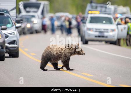 Un jeune ours grizzli traverse la route dans le parc national de Grand Teton Banque D'Images
