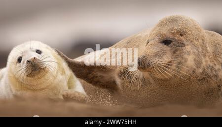 Un chiot Grey Seal avec sa maman sur la plage de Norfolk, Royaume-Uni. Banque D'Images