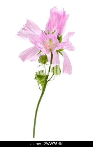 La Grande mauve, Malva sylvestris, est une plante herbacée médicinale bisannuelle. Banque D'Images