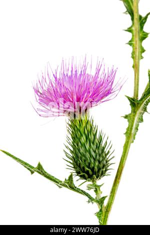 Le chardon Marie est une espèce de plante à fleurs de la famille des Asteraceae, le seul représentant connu du genre Silybum. Banque D'Images