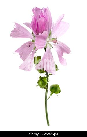 La Grande mauve, Malva sylvestris, est une plante herbacée médicinale bisannuelle. Banque D'Images