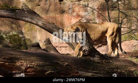 Nürnberg, Tiergarten, Zoo, Löwin, Bayern, zoo de Nürnberg, zoo de Löwe, Löwe, Löwenfamilie, Löwenbaby, Raubkatzen. Zoo de Schöner à Nürnberg Banque D'Images