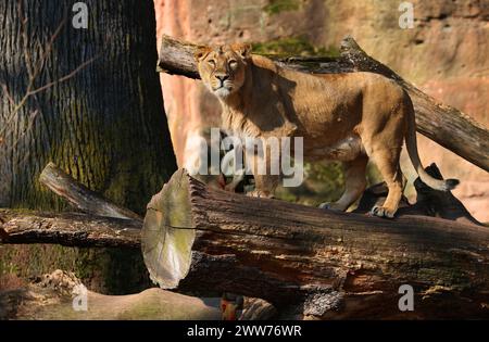 Nürnberg, Tiergarten, Zoo, Löwin, Bayern, zoo de Nürnberg, zoo de Löwe, Löwe, Löwenfamilie, Löwenbaby, Raubkatzen. Zoo de Schöner à Nürnberg Banque D'Images