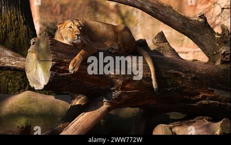 Nürnberg, Tiergarten, Zoo, Löwin, Bayern, zoo de Nürnberg, zoo de Löwe, Löwe, Löwenfamilie, Löwenbaby, Raubkatzen. Zoo de Schöner à Nürnberg Banque D'Images