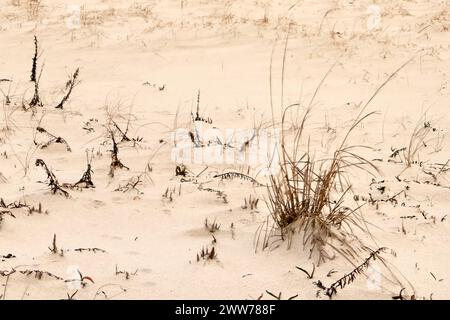 Cette image montre un paysage côtier calme et serein. La végétation séchée dépasse du sable de la plage, créant un joli contraste visuel. La scène Banque D'Images
