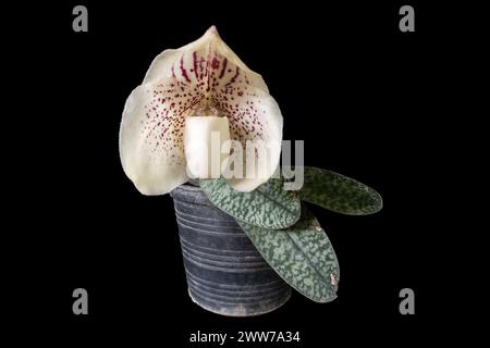 Vue rapprochée de l'orchidée paphiopedilum godefroyae var ang-thong avec fleur et feuilles isolées sur fond noir Banque D'Images