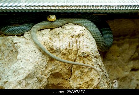 Snake est attaché sur des rochers dans son terrarium, regardant la caméra. Banque D'Images