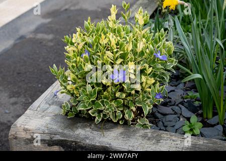 Periwinkle panaché dans un conteneur à la gare de Leamington Spa, Warwickshire, Royaume-Uni Banque D'Images