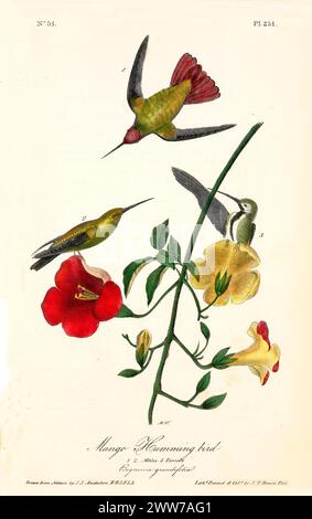 De petits oiseaux aux corps verts irisés et aux gorges rubis planent près de fleurs vibrantes, prêts à mi-vol. Par J.J. Audubon : Birds of America, 1840 Banque D'Images