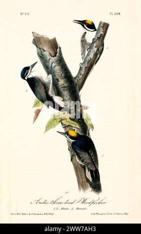 Ancienne illustration gravée du pic arctique à trois doigts (picoides arcticus). Par J.J. Audubon : Birds of America, Philadelphie, 1840 Banque D'Images