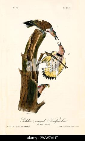 Ancienne illustration gravée de pic-bois à ailes dorées (Colaptes auratus). Par J.J. Audubon : Birds of America, Philadelphie, 1840 Banque D'Images