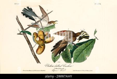 Ancienne illustration gravée d'un coucou à bec jaune (Coccyzus americanus). Par J.J. Audubon : Birds of America, Philadelphie, 1840 Banque D'Images