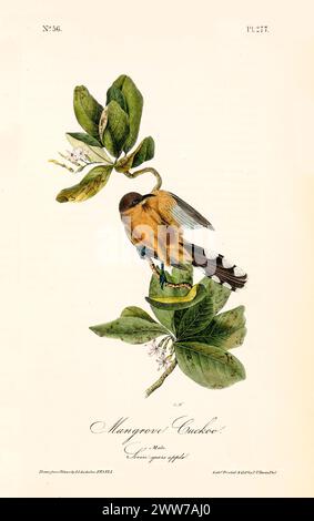 Mangrove Cuckoo avec plumage ocre chaud perché sur une branche de pomme feuillue de sept ans. Par J.J. Audubon : Birds of America, 1840 Banque D'Images