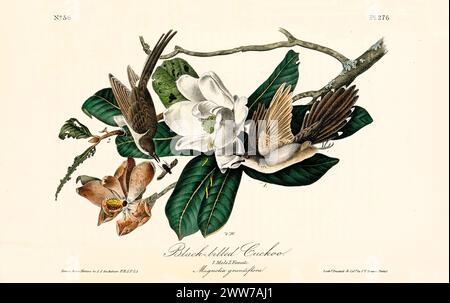 Ancienne illustration gravée d'un coucou à bec noir (Coccyzus americanus). Par J.J. Audubon : Birds of America, Philadelphie, 1840 Banque D'Images